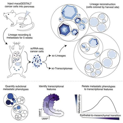 核酸检测会有癌症吗(核酸检测会出问题吗) 核酸检测会有癌症吗(核酸检测会出问题吗)