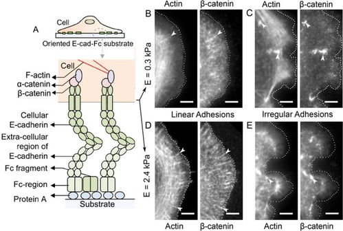 癌症出院后复查哪些项目 癌症出院后复查哪些项目