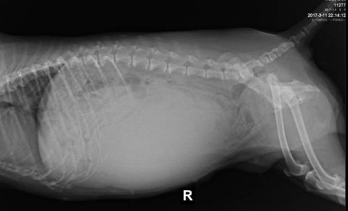 ����֢��_�������ư�֢��ҽԺ